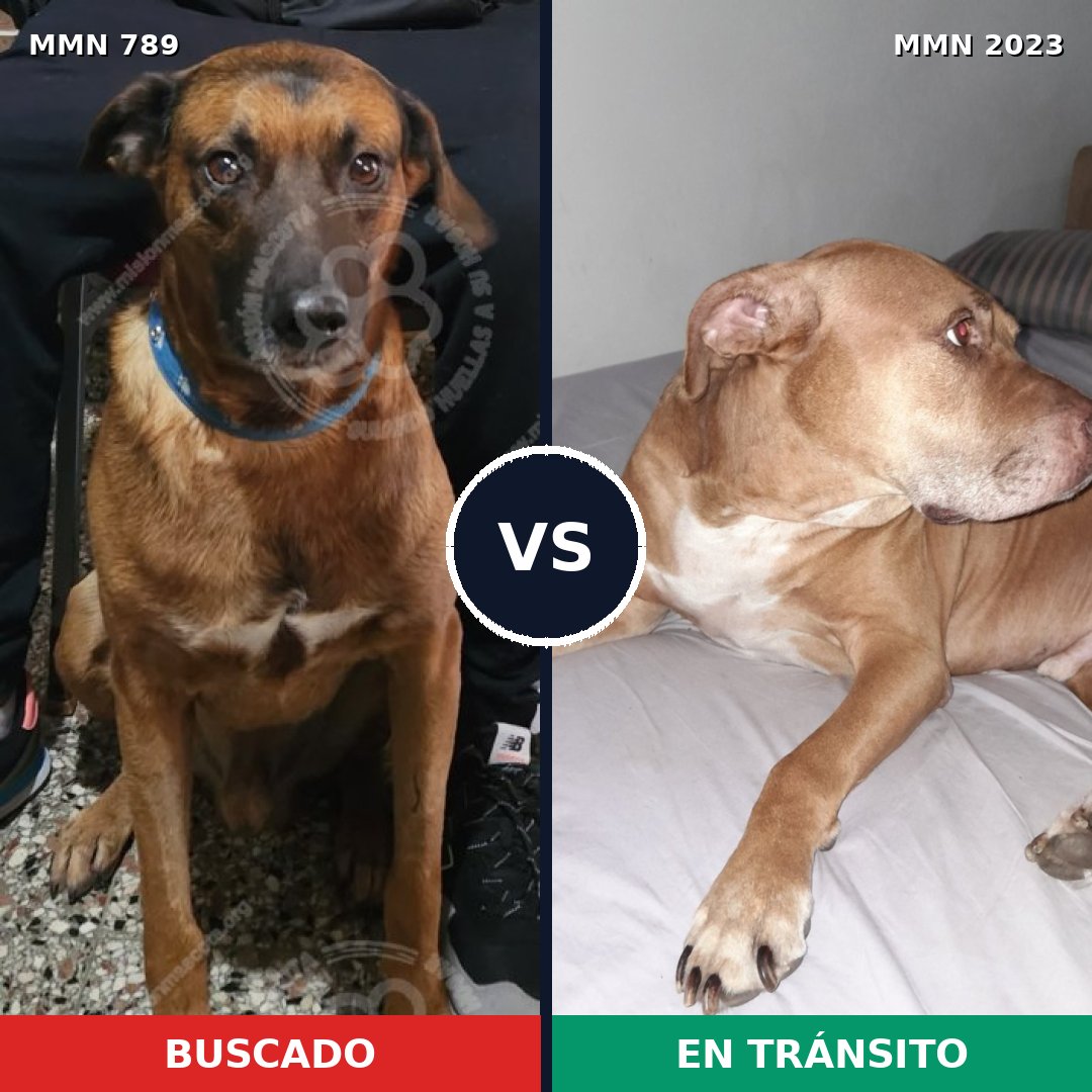 Comparativa MMS 51216: mascota perdida y mascota encontrada, 47% de similitud