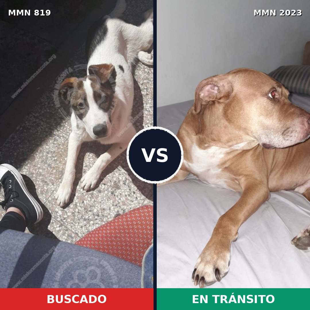 Comparativa MMS 51219: mascota perdida y mascota encontrada, 43% de similitud