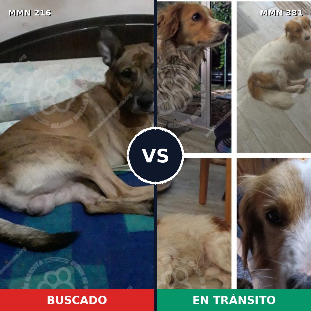 Comparativa MMS 5122: mascota perdida y mascota encontrada, 53% de similitud
