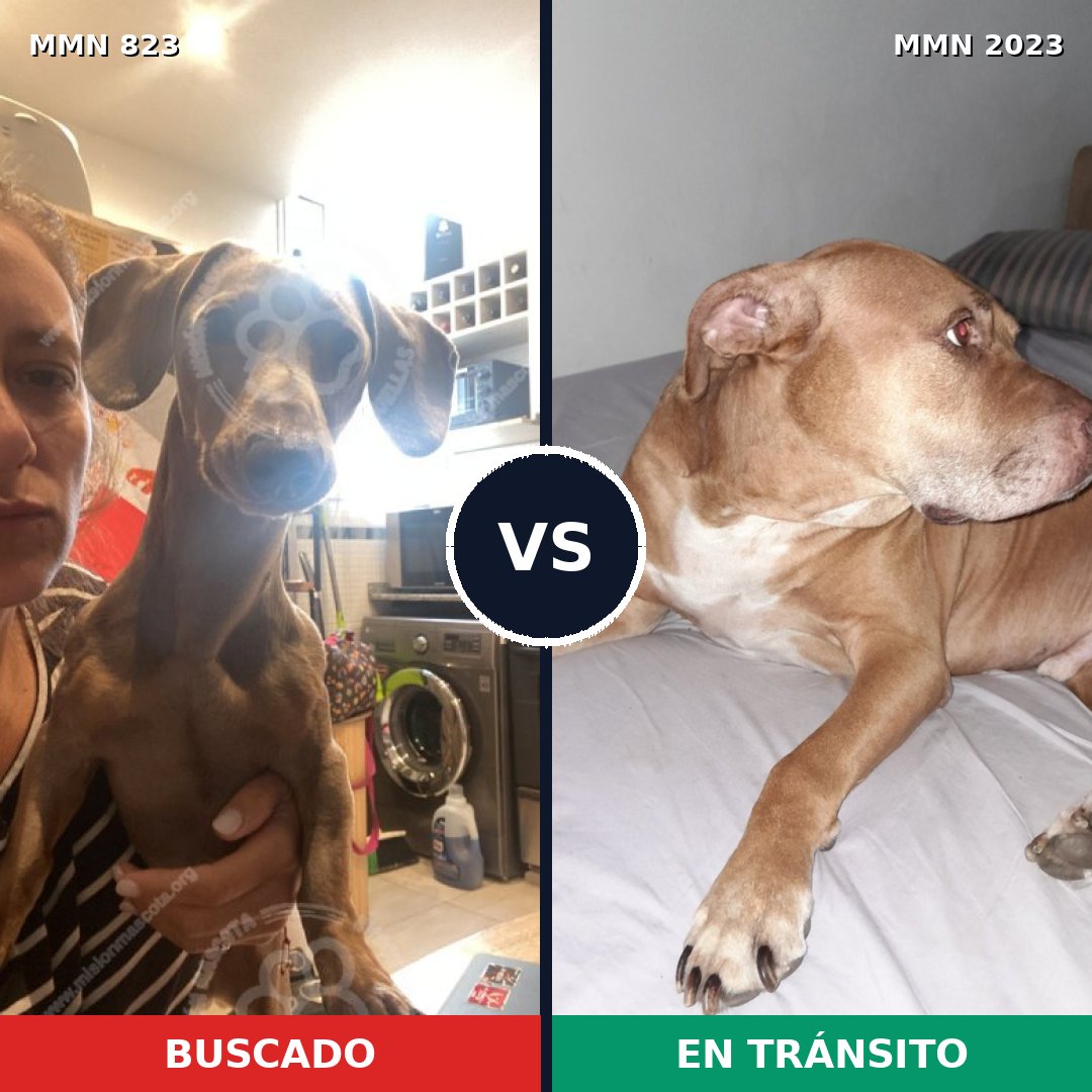 Comparativa MMS 51220: mascota perdida y mascota encontrada, 24% de similitud