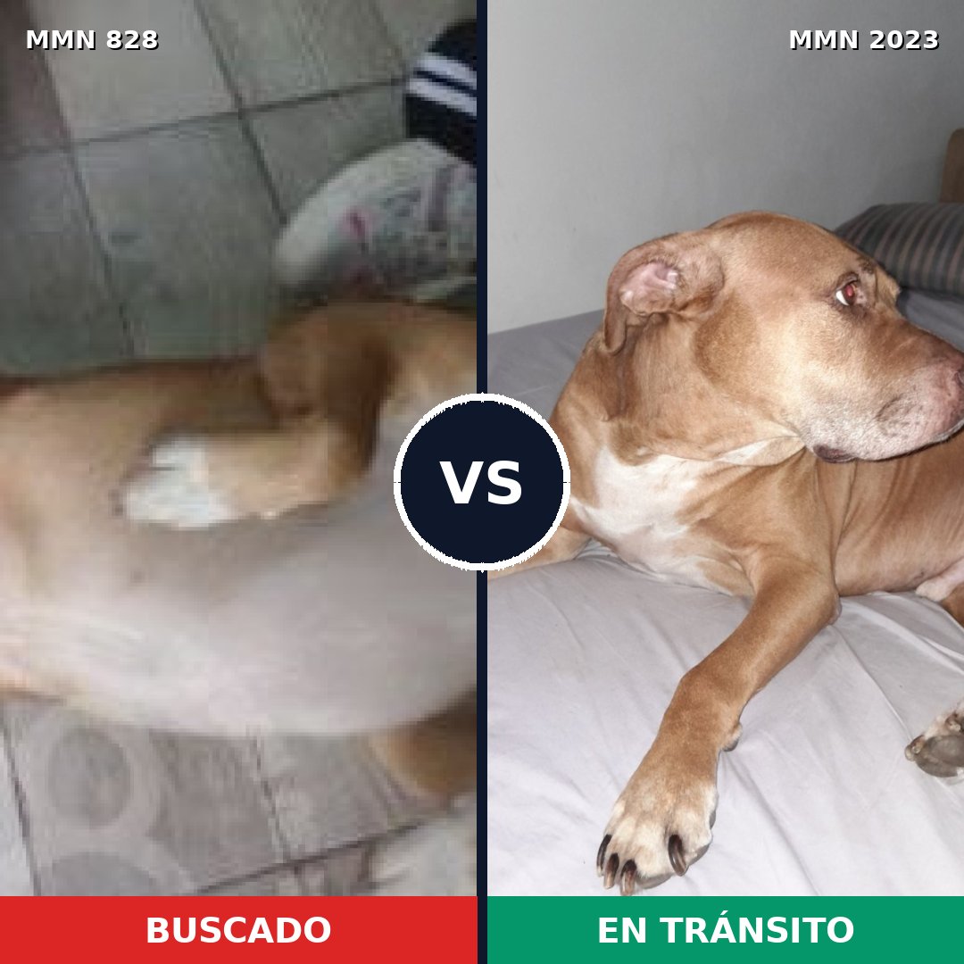 Comparativa MMS 51221: mascota perdida y mascota encontrada, 51% de similitud