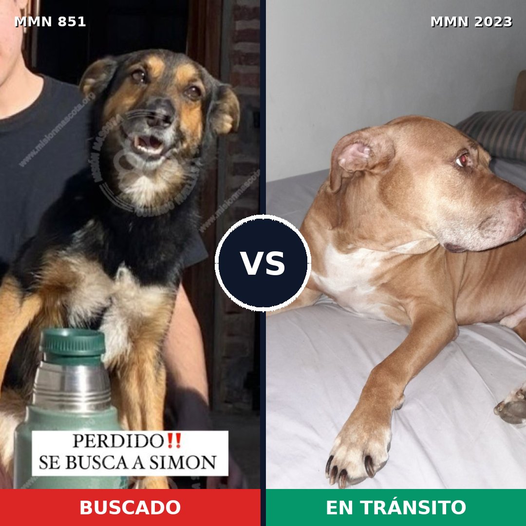 Comparativa MMS 51222: mascota perdida y mascota encontrada, 40% de similitud
