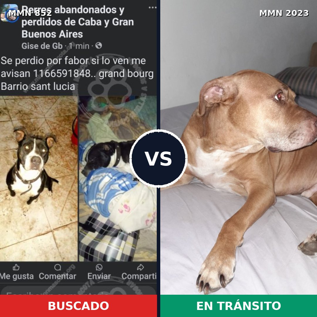 Comparativa MMS 51223: mascota perdida y mascota encontrada, 81% de similitud