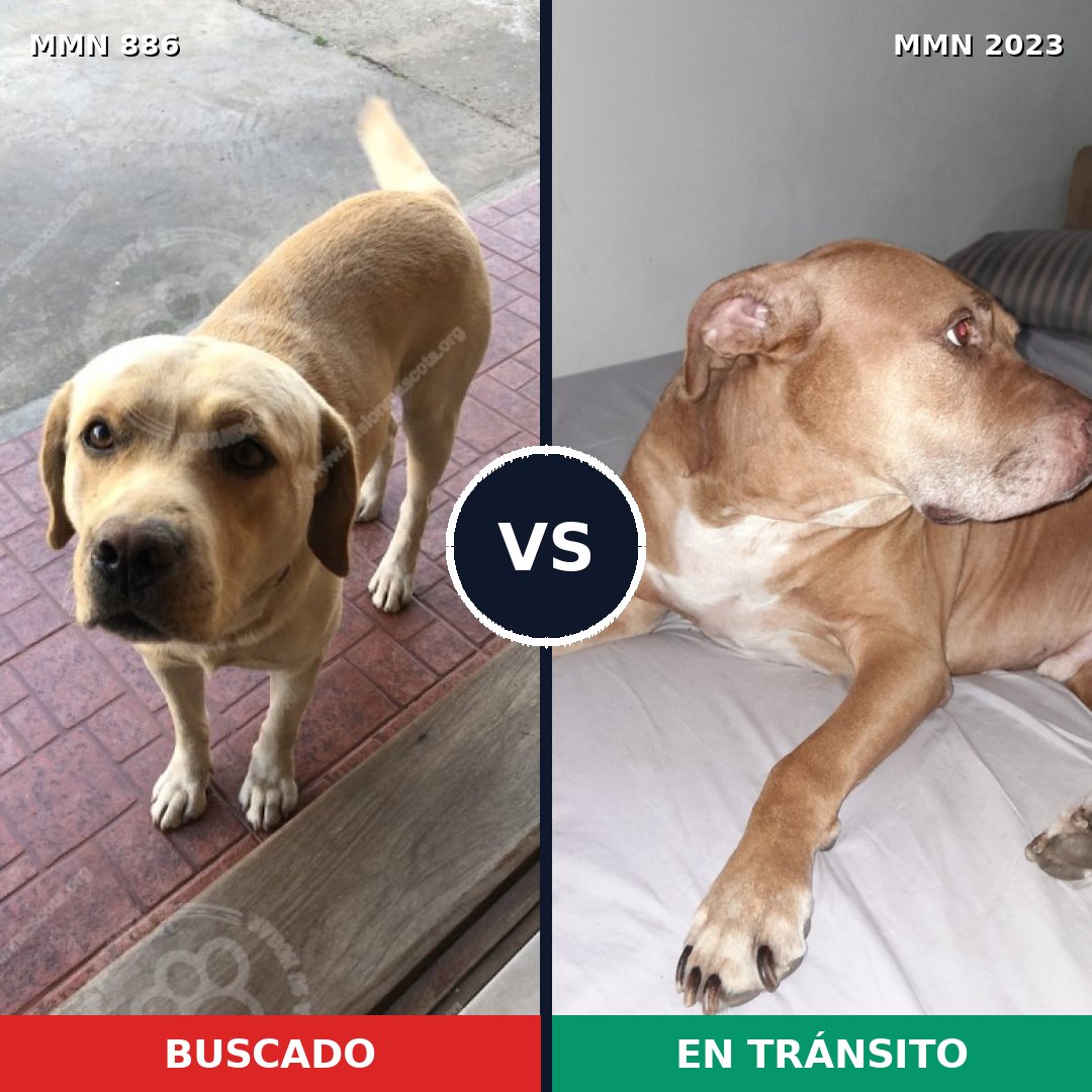 Comparativa MMS 51225: mascota perdida y mascota encontrada, 34% de similitud