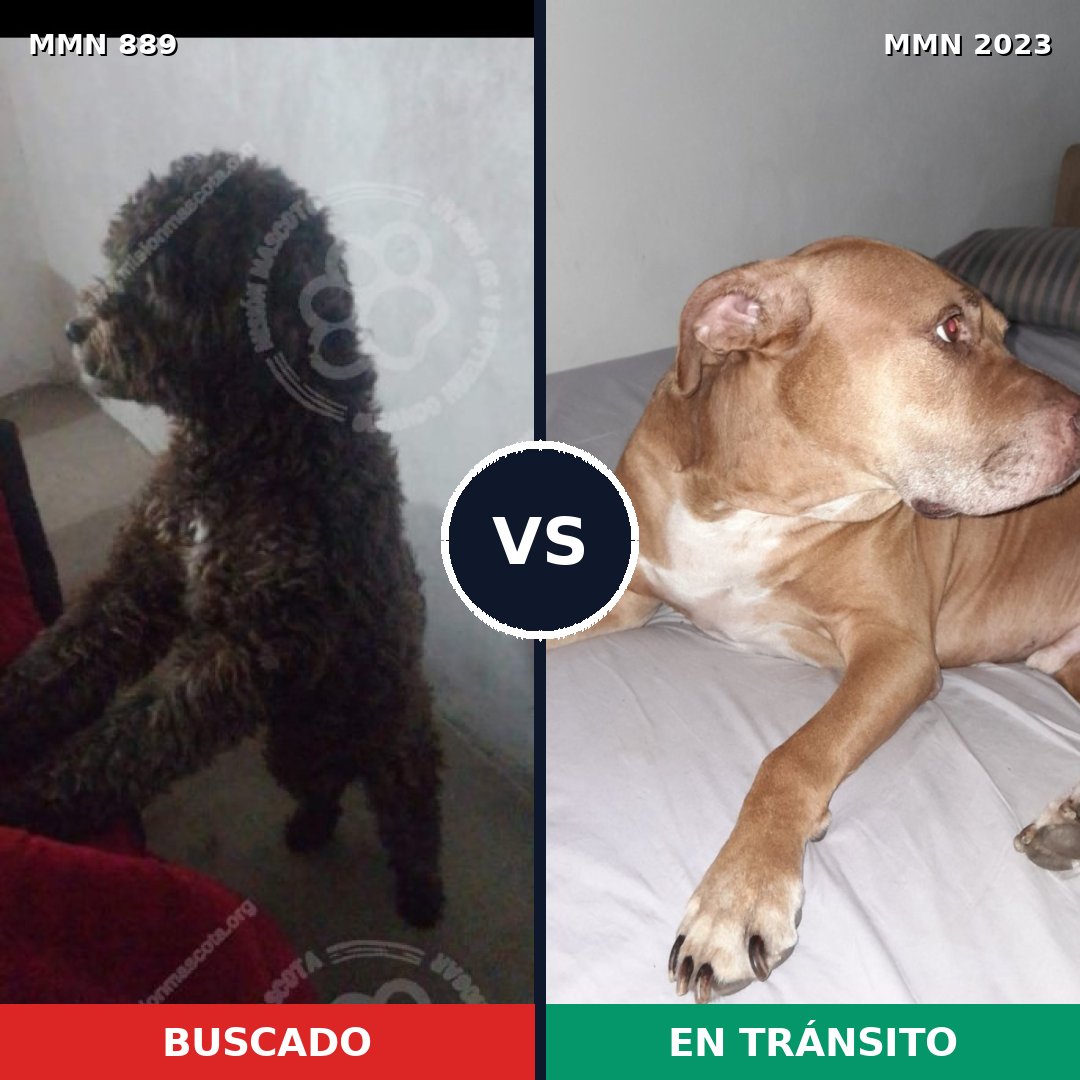 Comparativa MMS 51226: mascota perdida y mascota encontrada, 31% de similitud