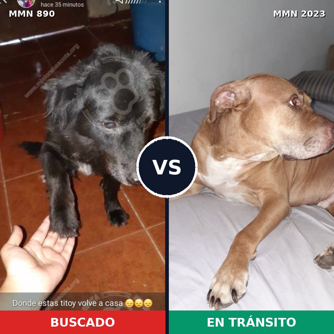 Comparativa MMS 51227: mascota perdida y mascota encontrada, 30% de similitud