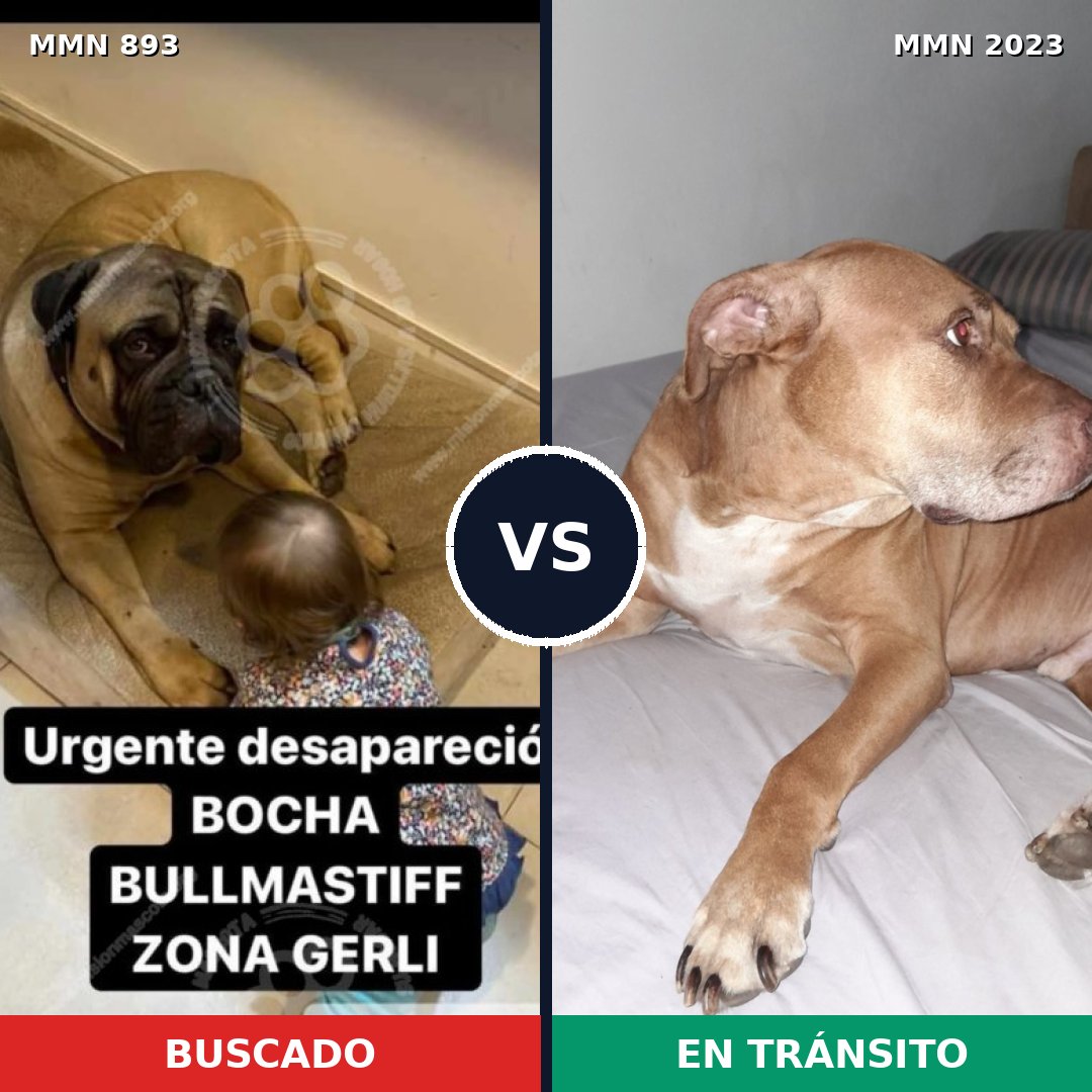 Comparativa MMS 51228: mascota perdida y mascota encontrada, 43% de similitud