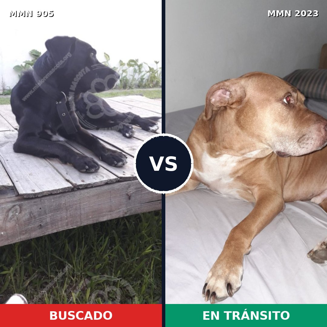 Comparativa MMS 51229: mascota perdida y mascota encontrada, 45% de similitud