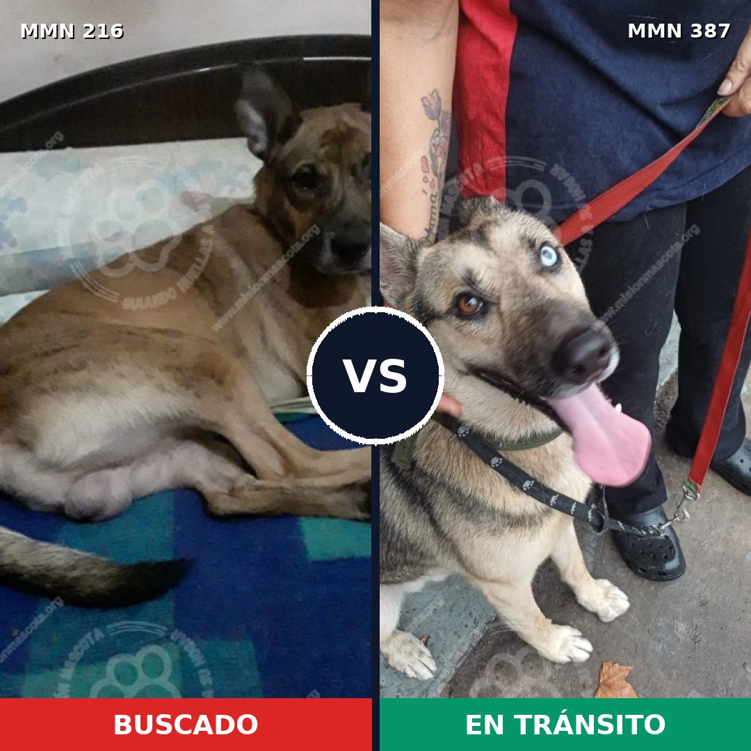 Comparativa MMS 5123: mascota perdida y mascota encontrada, 44% de similitud
