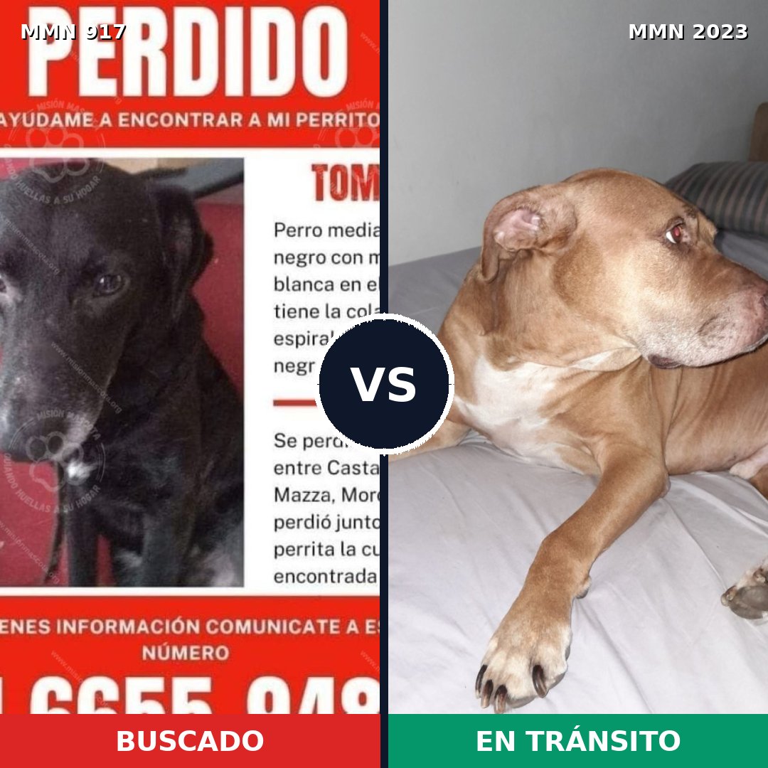 Comparativa MMS 51230: mascota perdida y mascota encontrada, 44% de similitud