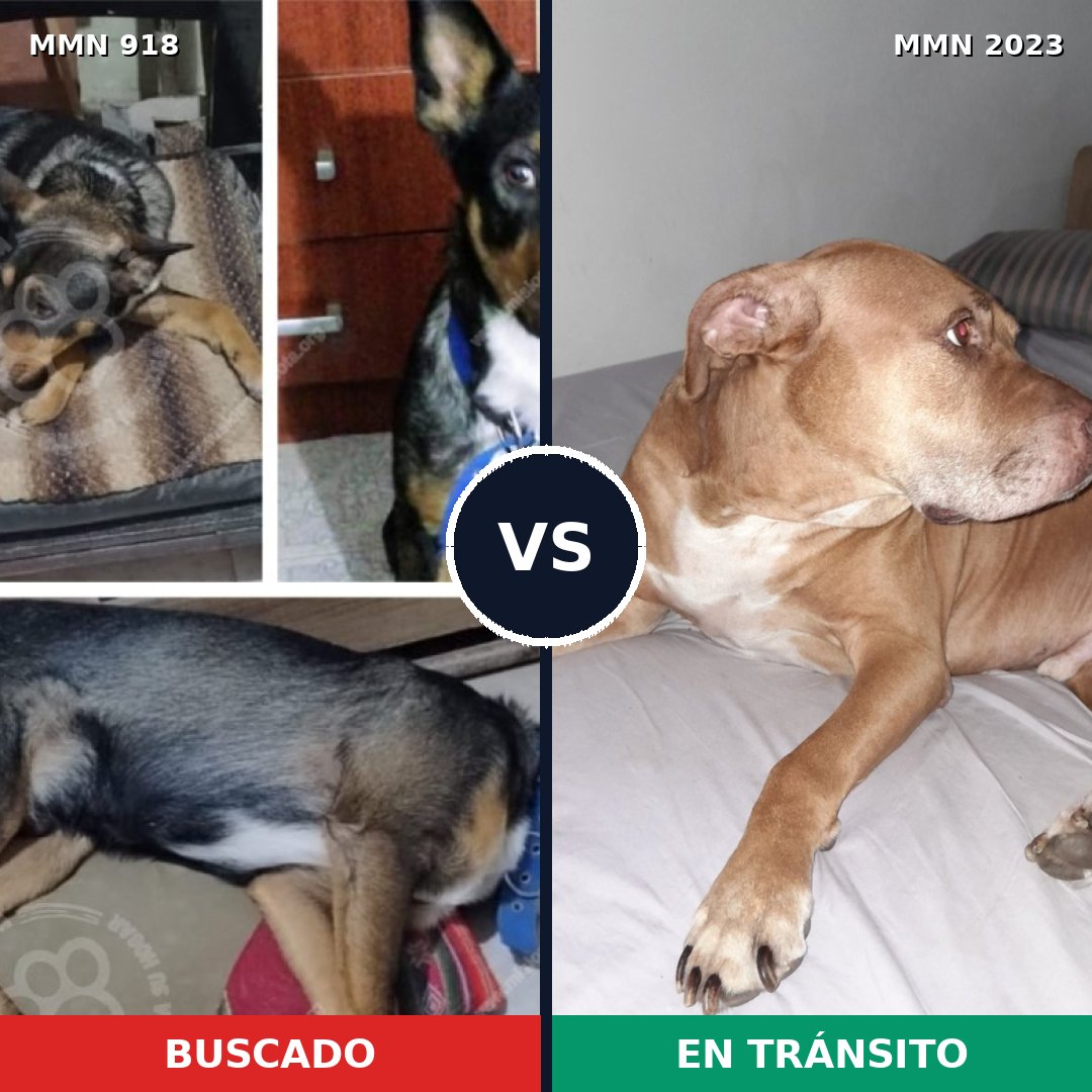 Comparativa MMS 51231: mascota perdida y mascota encontrada, 34% de similitud