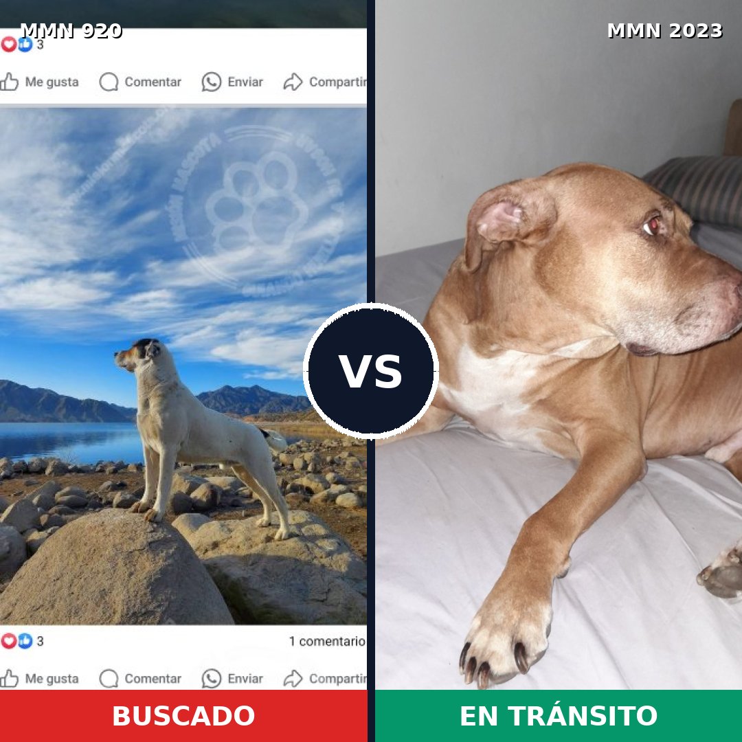 Comparativa MMS 51232: mascota perdida y mascota encontrada, 36% de similitud