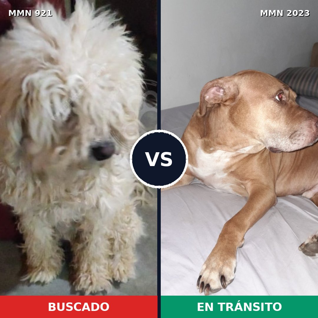 Comparativa MMS 51233: mascota perdida y mascota encontrada, 26% de similitud