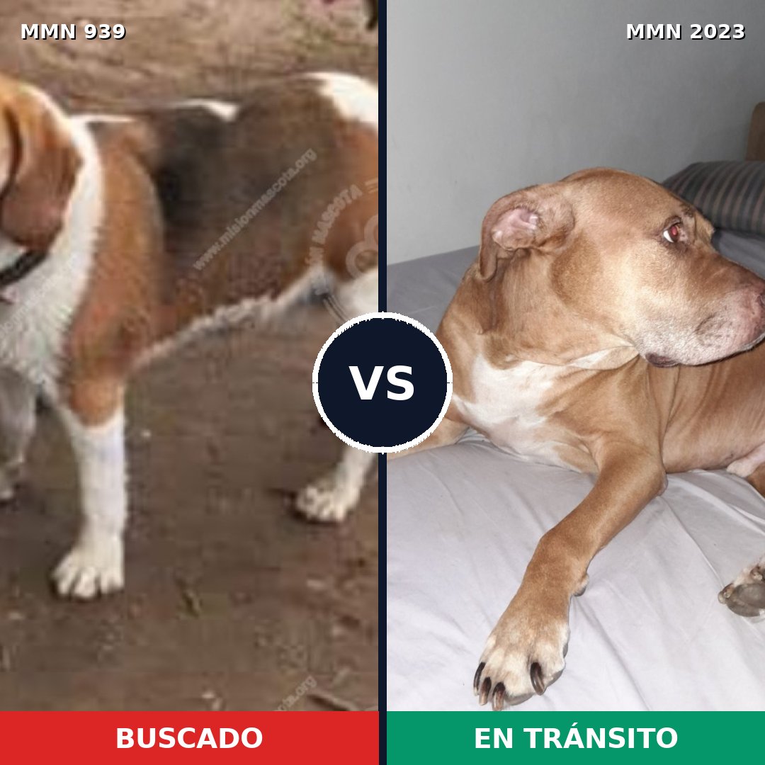 Comparativa MMS 51234: mascota perdida y mascota encontrada, 36% de similitud