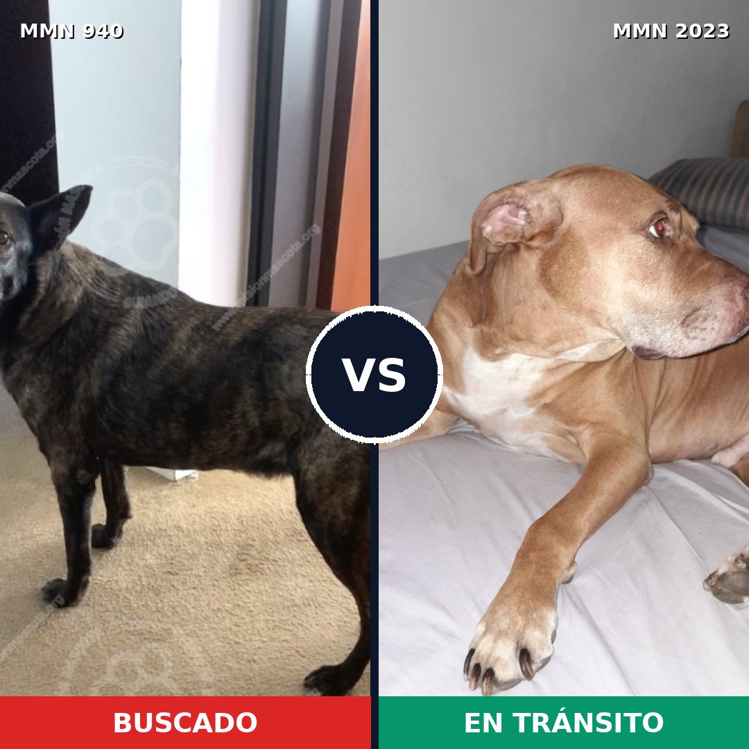 Comparativa MMS 51235: mascota perdida y mascota encontrada, 40% de similitud