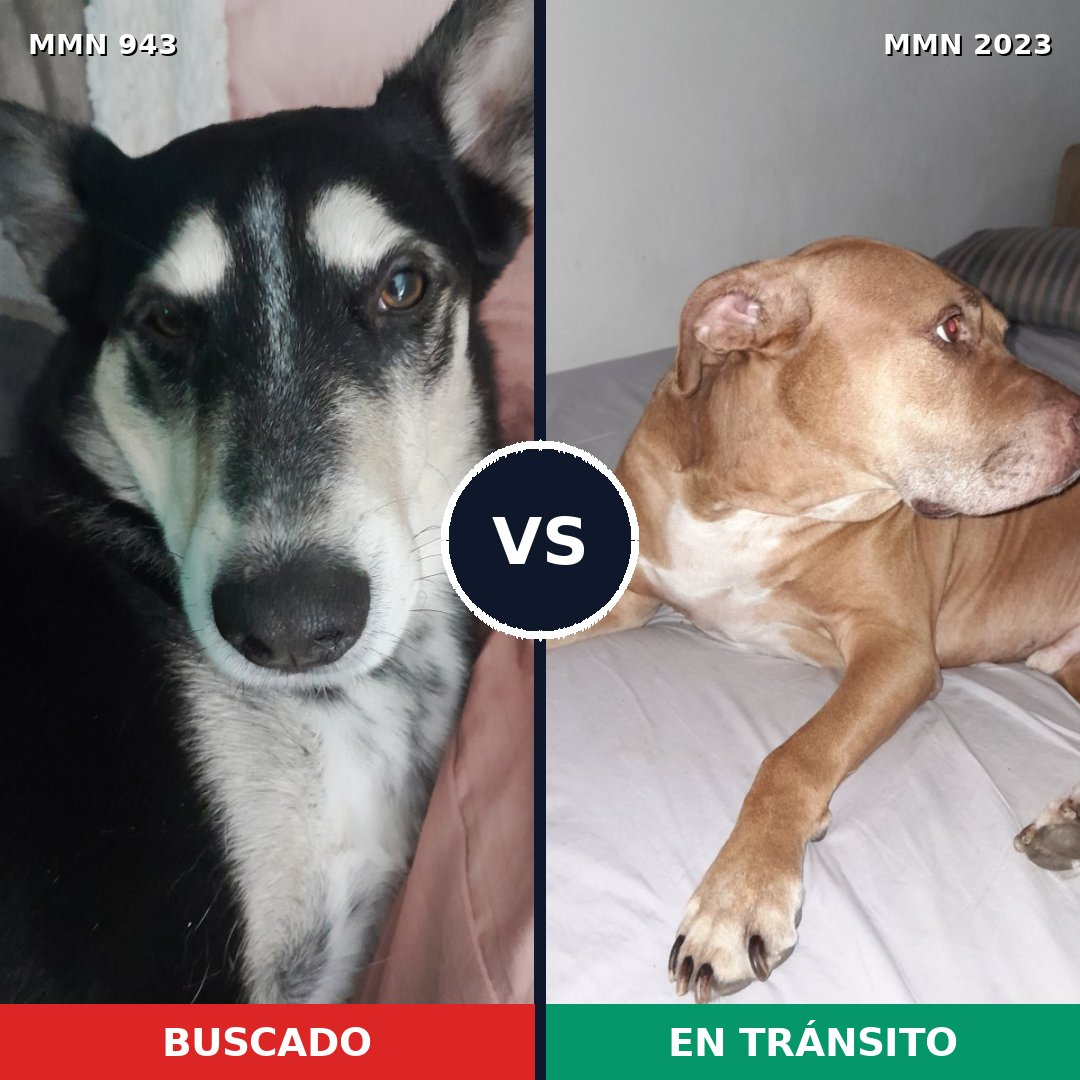 Comparativa MMS 51236: mascota perdida y mascota encontrada, 53% de similitud