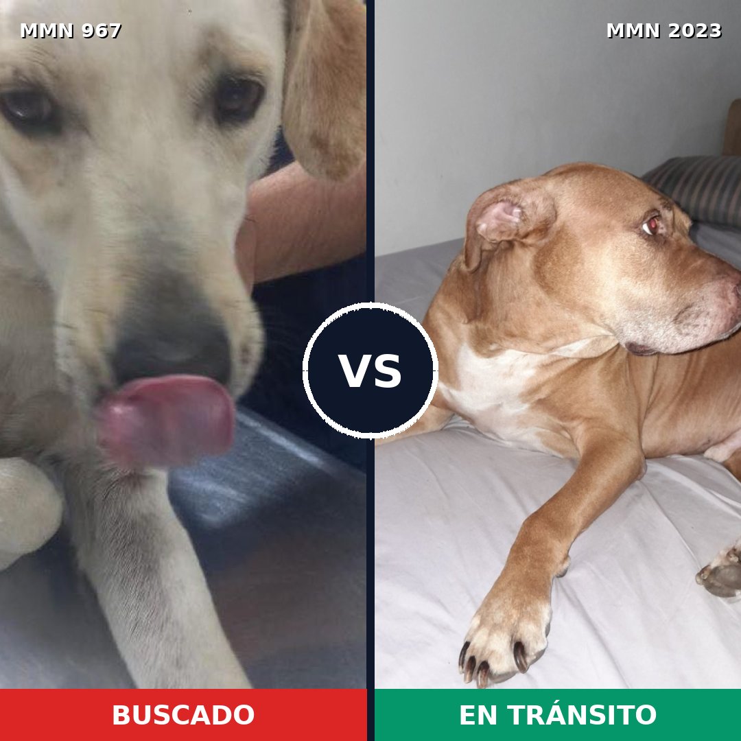 Comparativa MMS 51238: mascota perdida y mascota encontrada, 34% de similitud