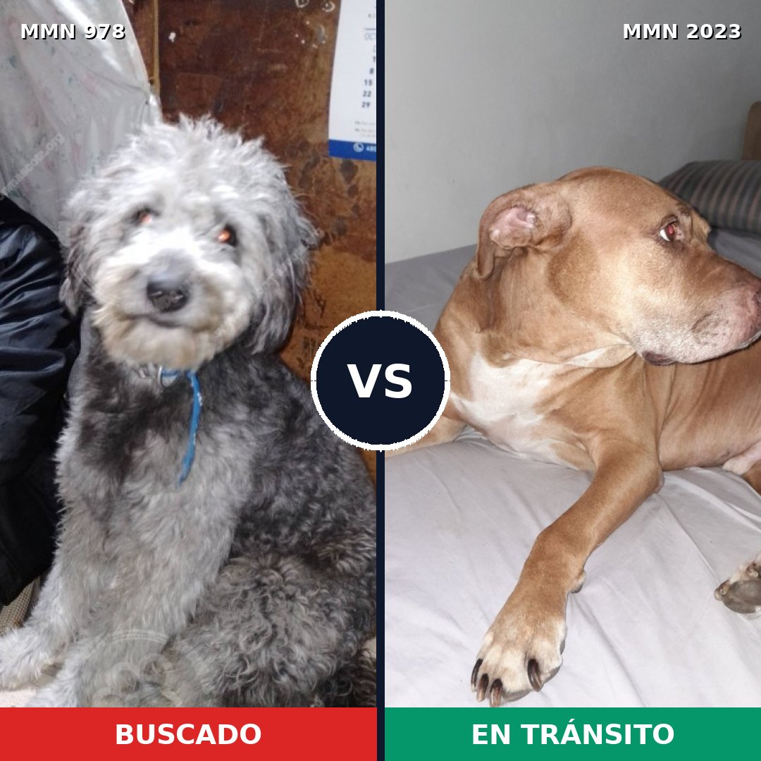 Comparativa MMS 51239: mascota perdida y mascota encontrada, 39% de similitud