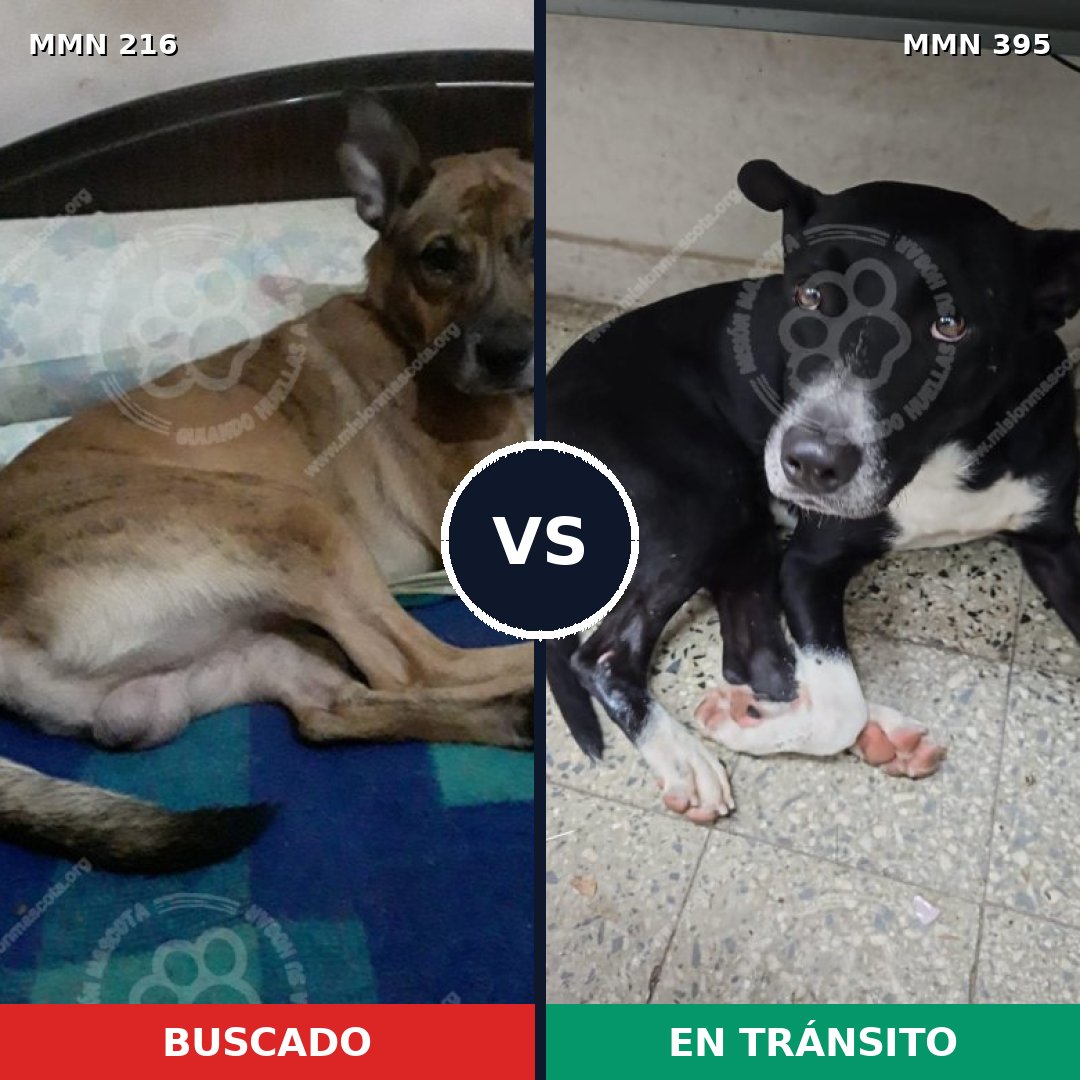 Comparativa MMS 5124: mascota perdida y mascota encontrada, 51% de similitud