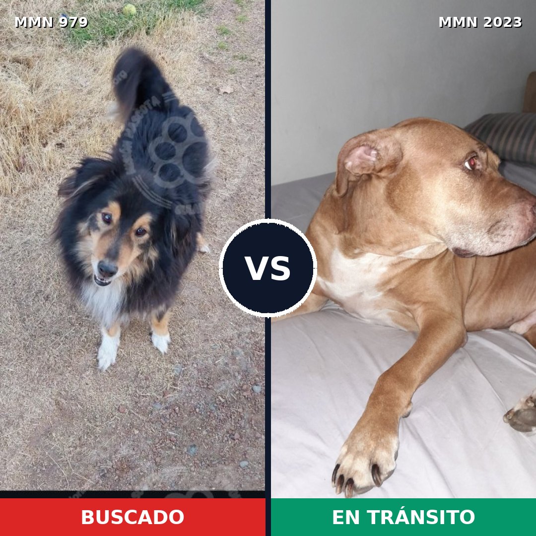 Comparativa MMS 51240: mascota perdida y mascota encontrada, 29% de similitud