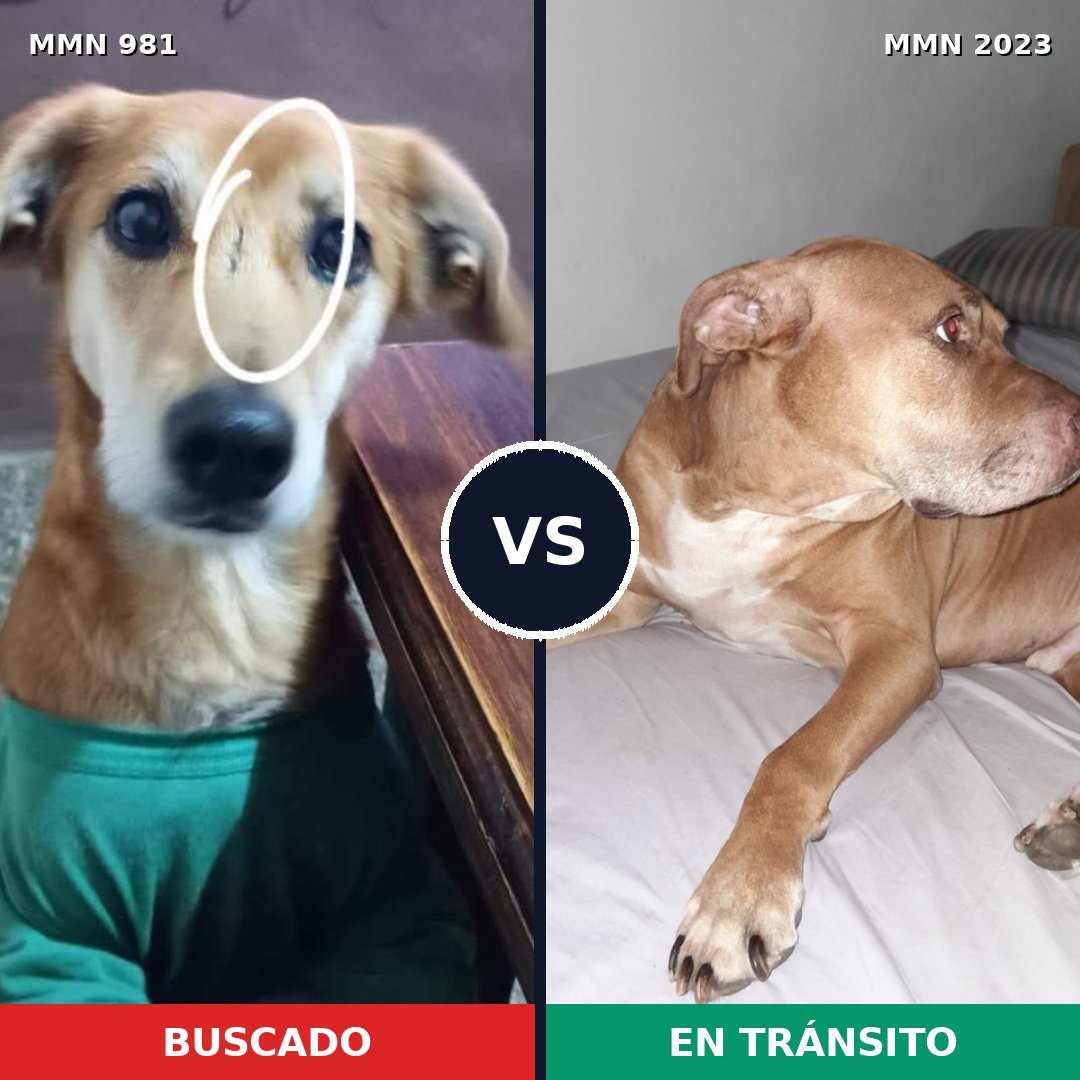 Comparativa MMS 51241: mascota perdida y mascota encontrada, 43% de similitud
