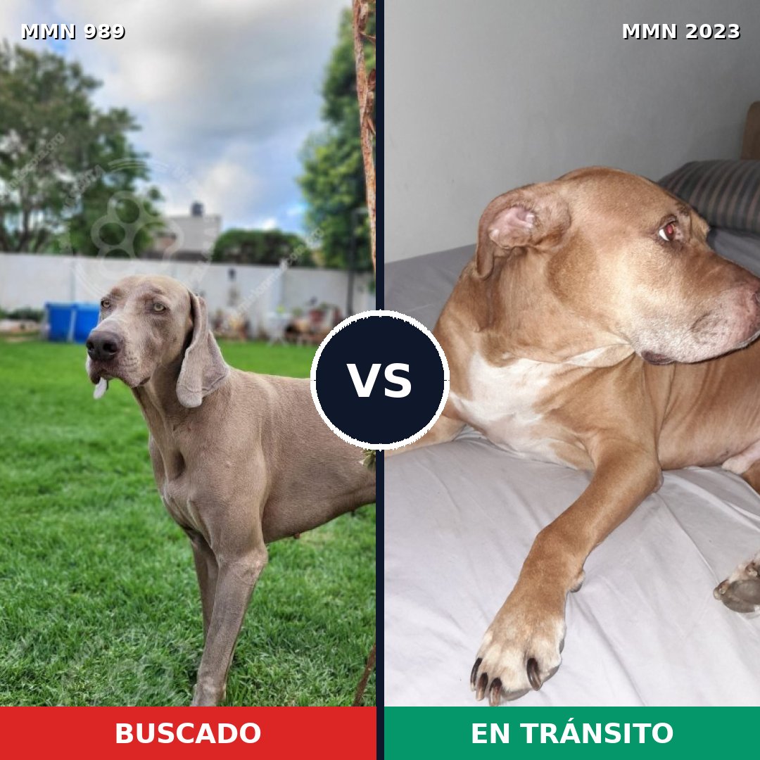 Comparativa MMS 51242: mascota perdida y mascota encontrada, 49% de similitud