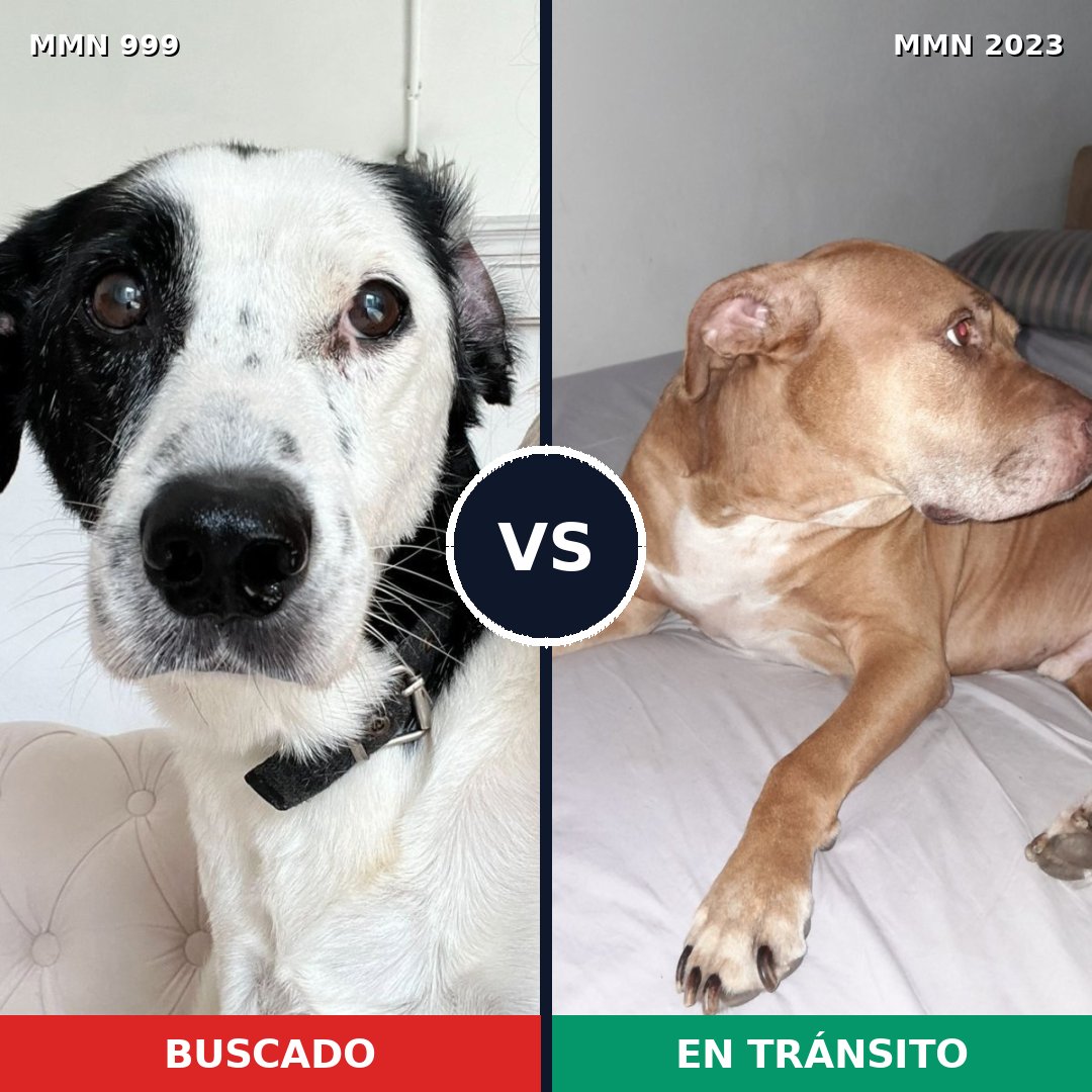 Comparativa MMS 51243: mascota perdida y mascota encontrada, 42% de similitud