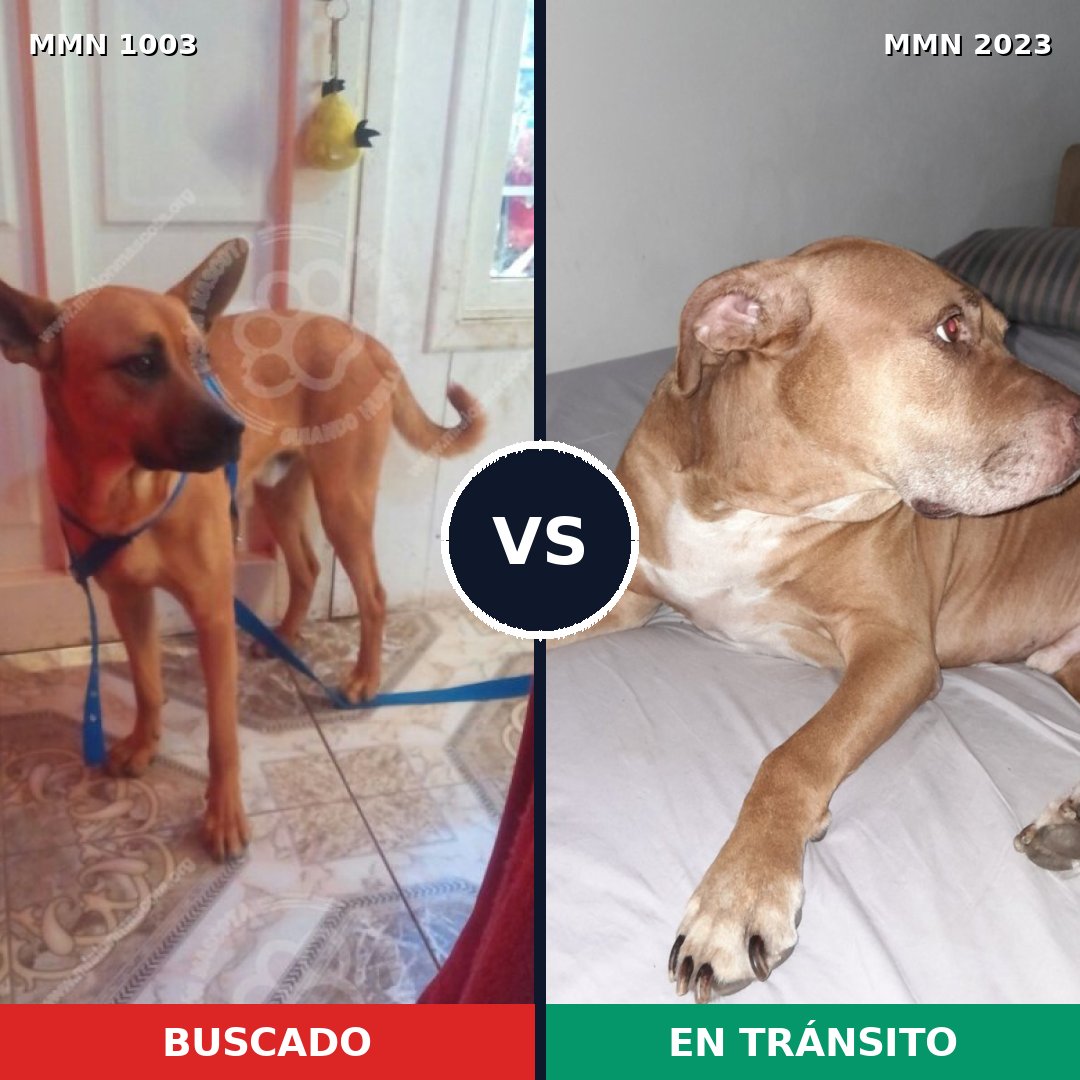 Comparativa MMS 51244: mascota perdida y mascota encontrada, 49% de similitud