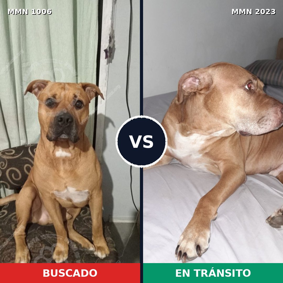 Comparativa MMS 51245: mascota perdida y mascota encontrada, 60% de similitud