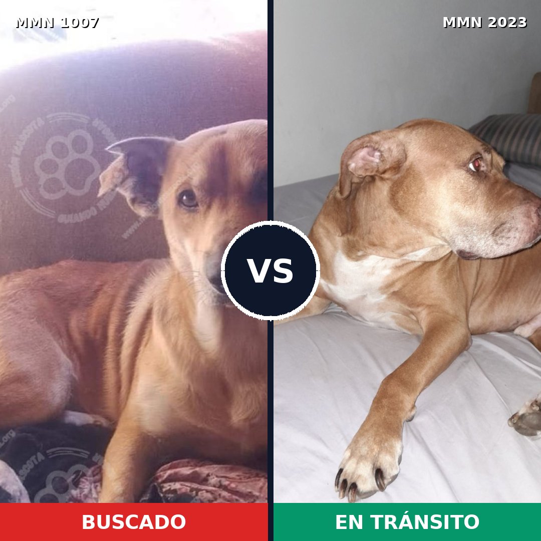 Comparativa MMS 51246: mascota perdida y mascota encontrada, 58% de similitud