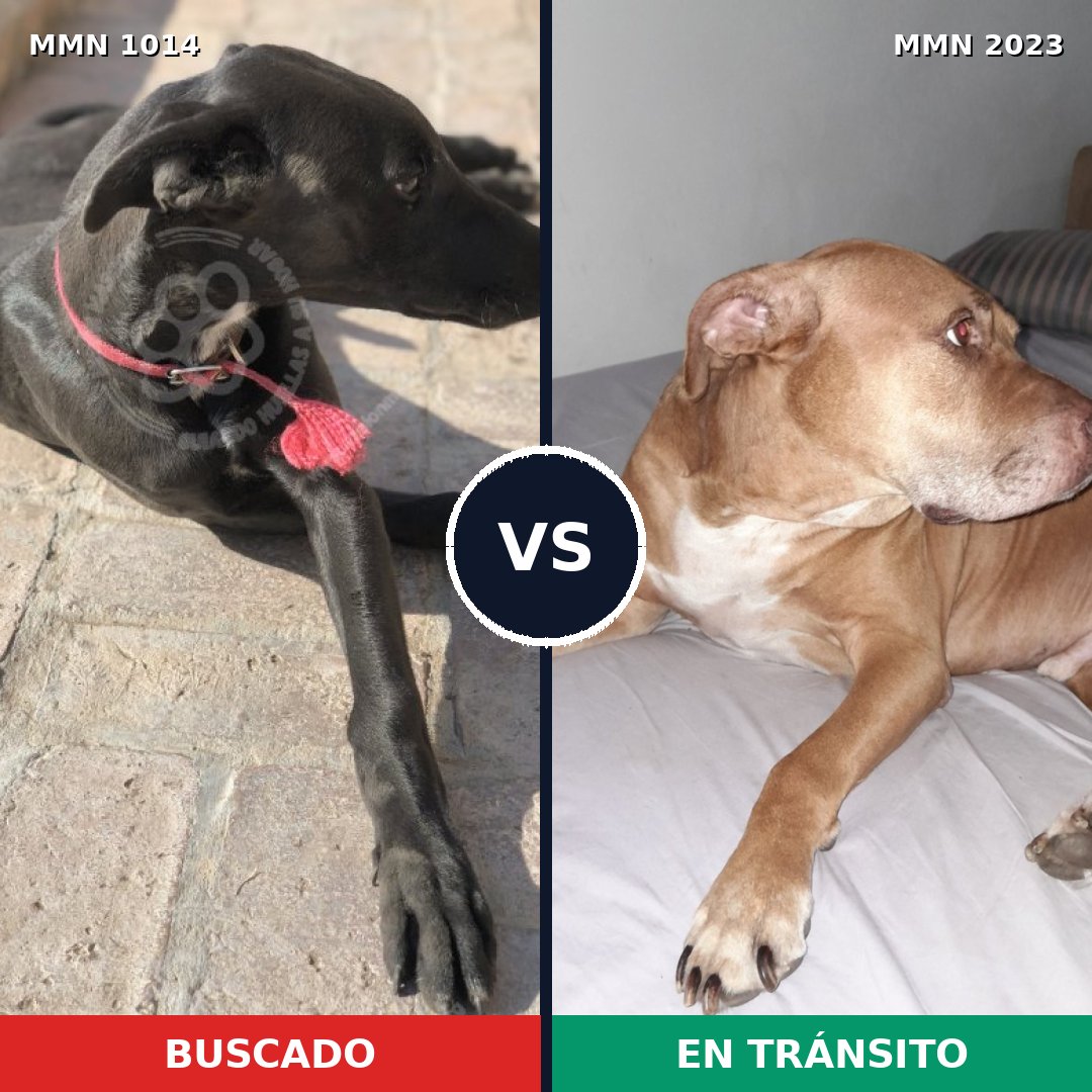 Comparativa MMS 51247: mascota perdida y mascota encontrada, 49% de similitud