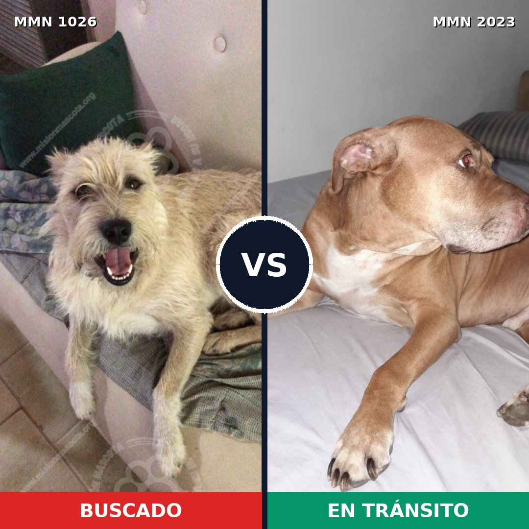 Comparativa MMS 51248: mascota perdida y mascota encontrada, 48% de similitud