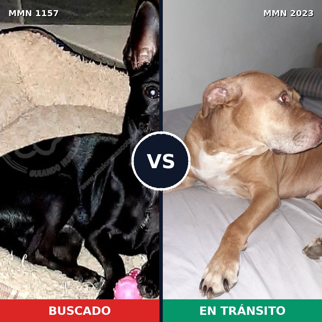 Comparativa MMS 51249: mascota perdida y mascota encontrada, 22% de similitud