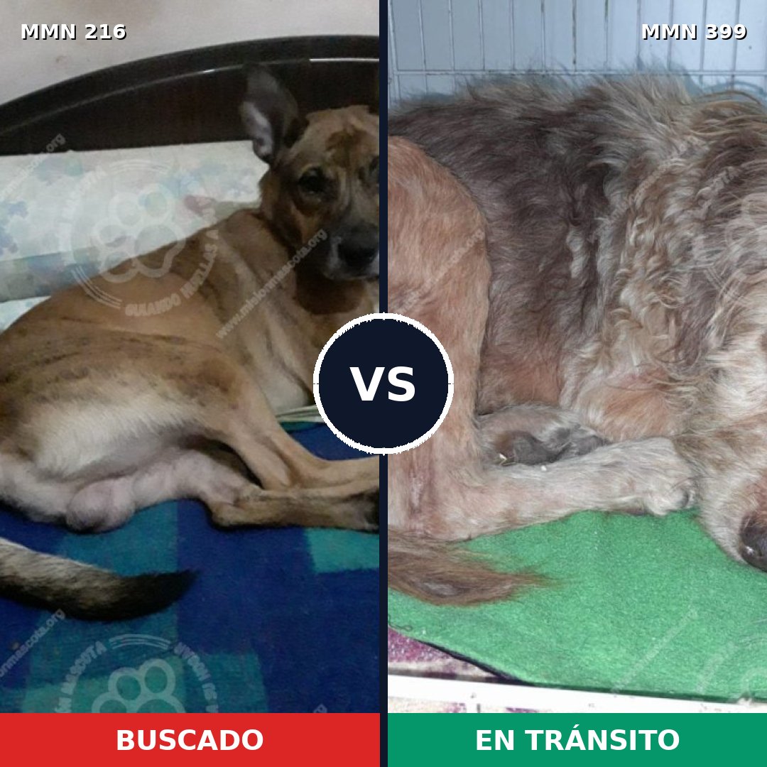 Comparativa MMS 5125: mascota perdida y mascota encontrada, 62% de similitud