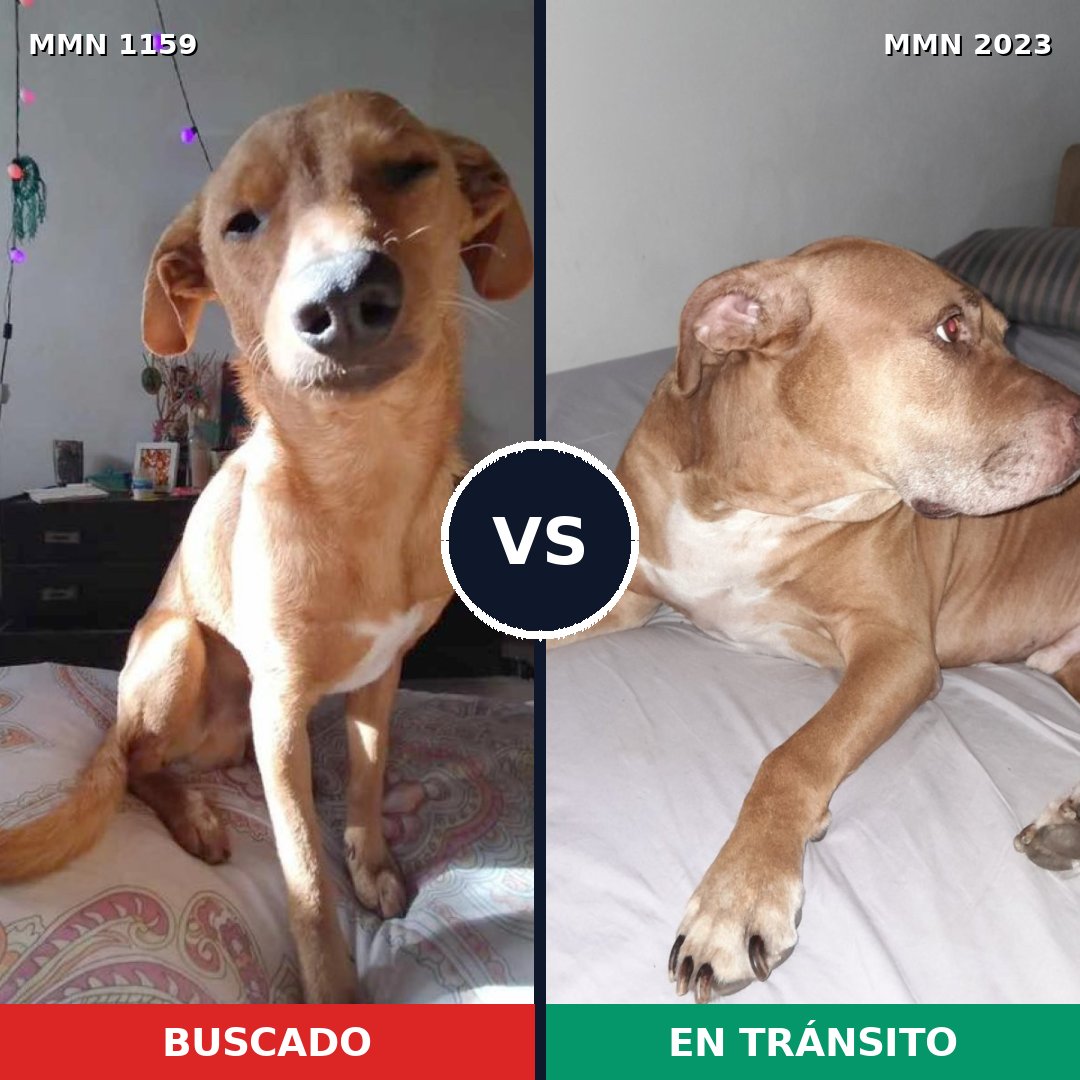 Comparativa MMS 51250: mascota perdida y mascota encontrada, 42% de similitud