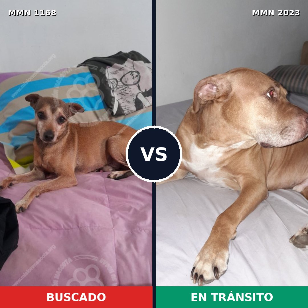Comparativa MMS 51251: mascota perdida y mascota encontrada, 32% de similitud