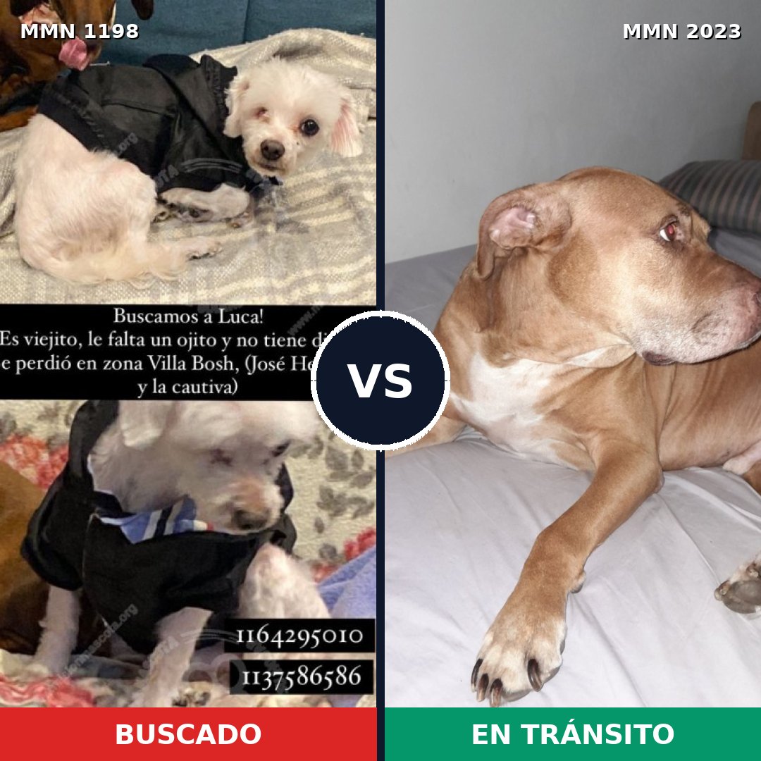 Comparativa MMS 51252: mascota perdida y mascota encontrada, 35% de similitud