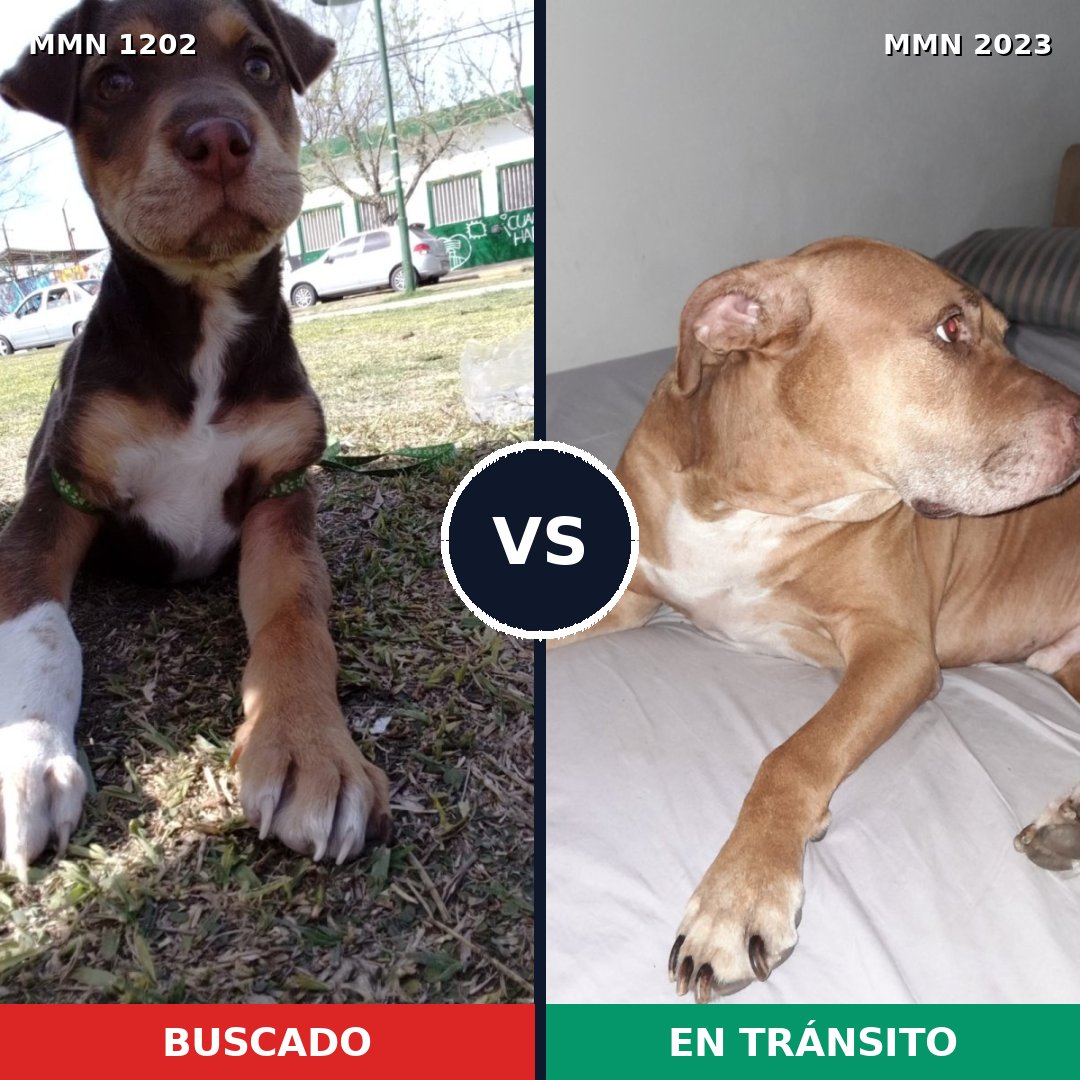 Comparativa MMS 51253: mascota perdida y mascota encontrada, 52% de similitud