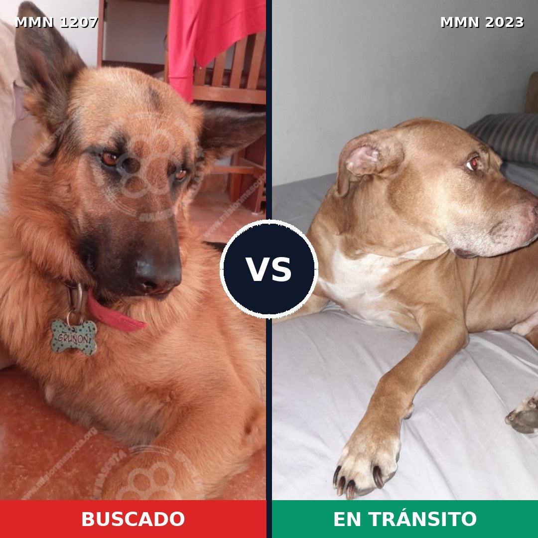 Comparativa MMS 51254: mascota perdida y mascota encontrada, 40% de similitud