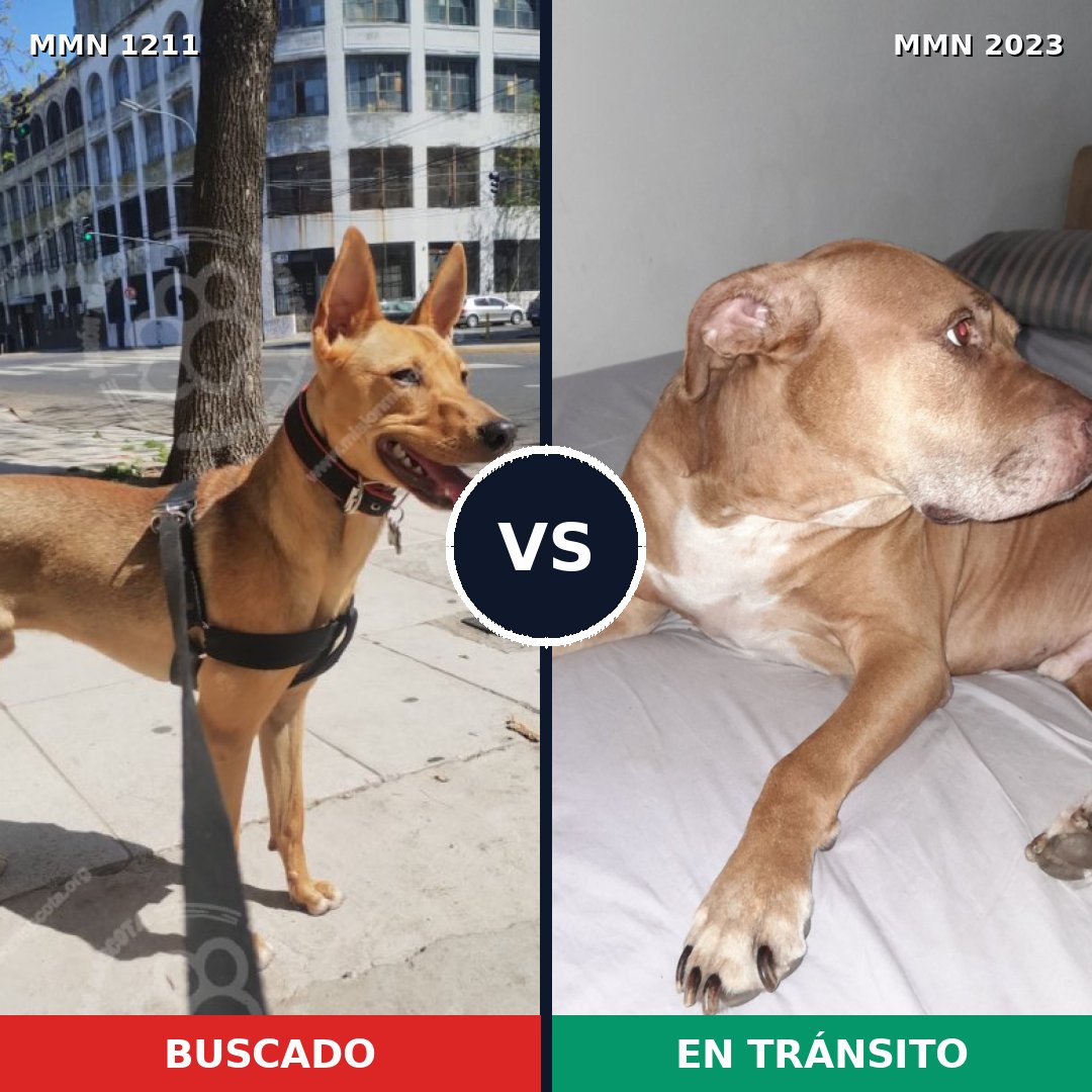 Comparativa MMS 51255: mascota perdida y mascota encontrada, 49% de similitud