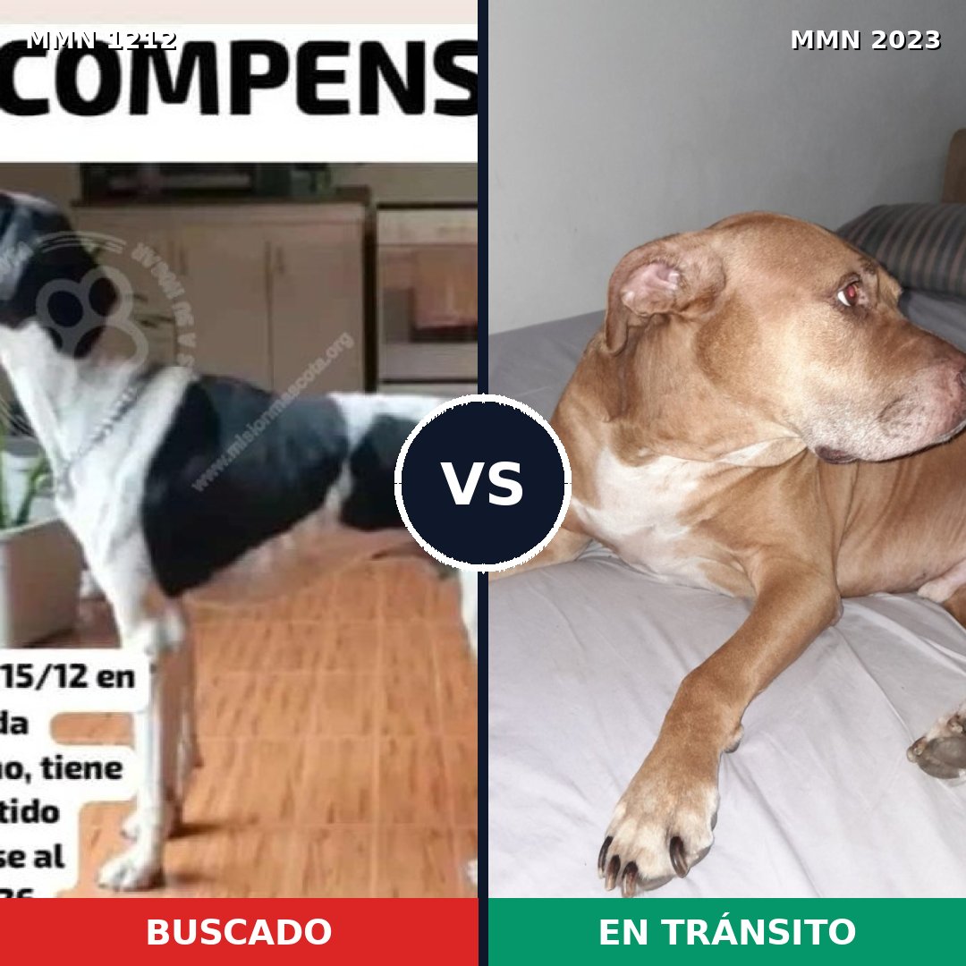 Comparativa MMS 51256: mascota perdida y mascota encontrada, 48% de similitud
