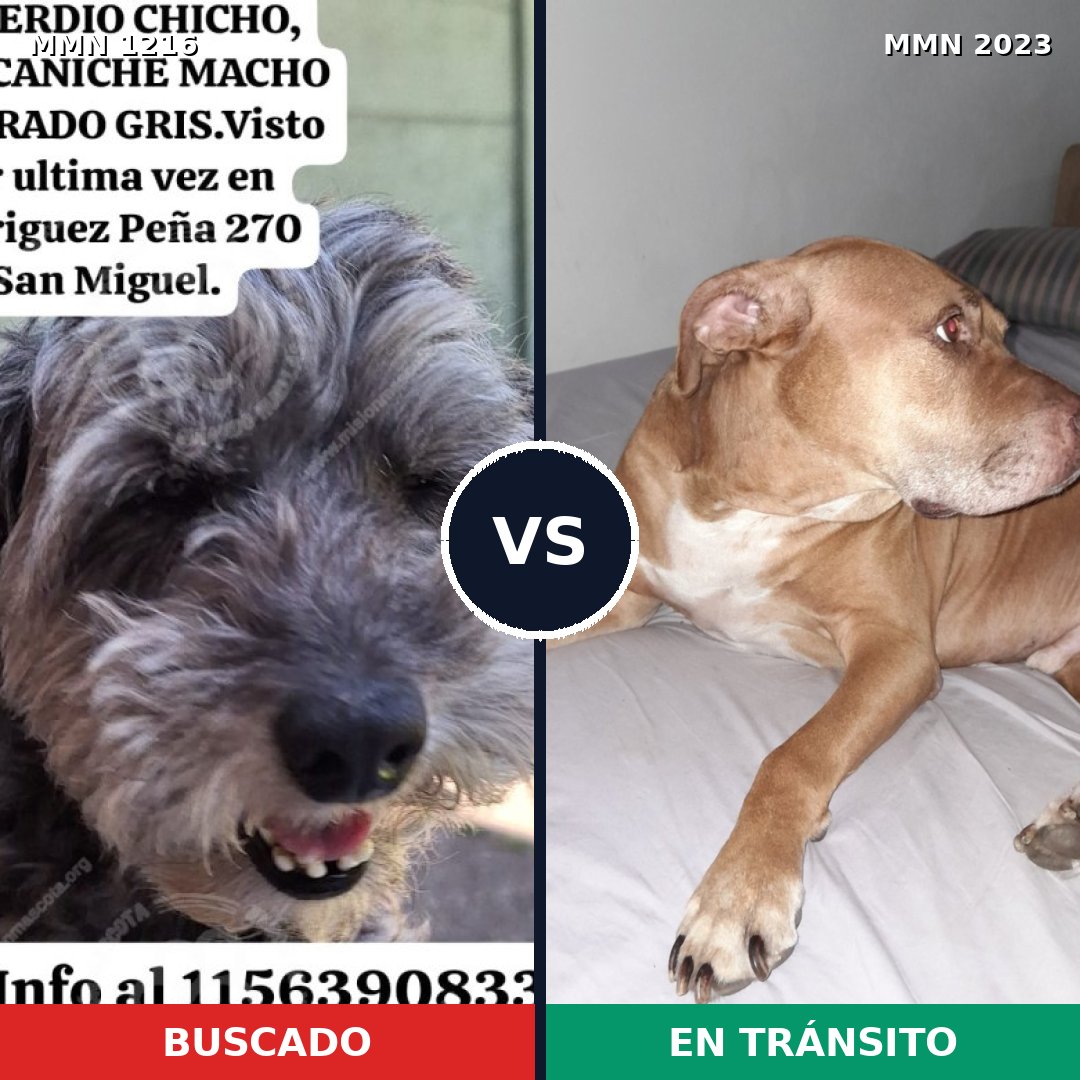 Comparativa MMS 51257: mascota perdida y mascota encontrada, 44% de similitud
