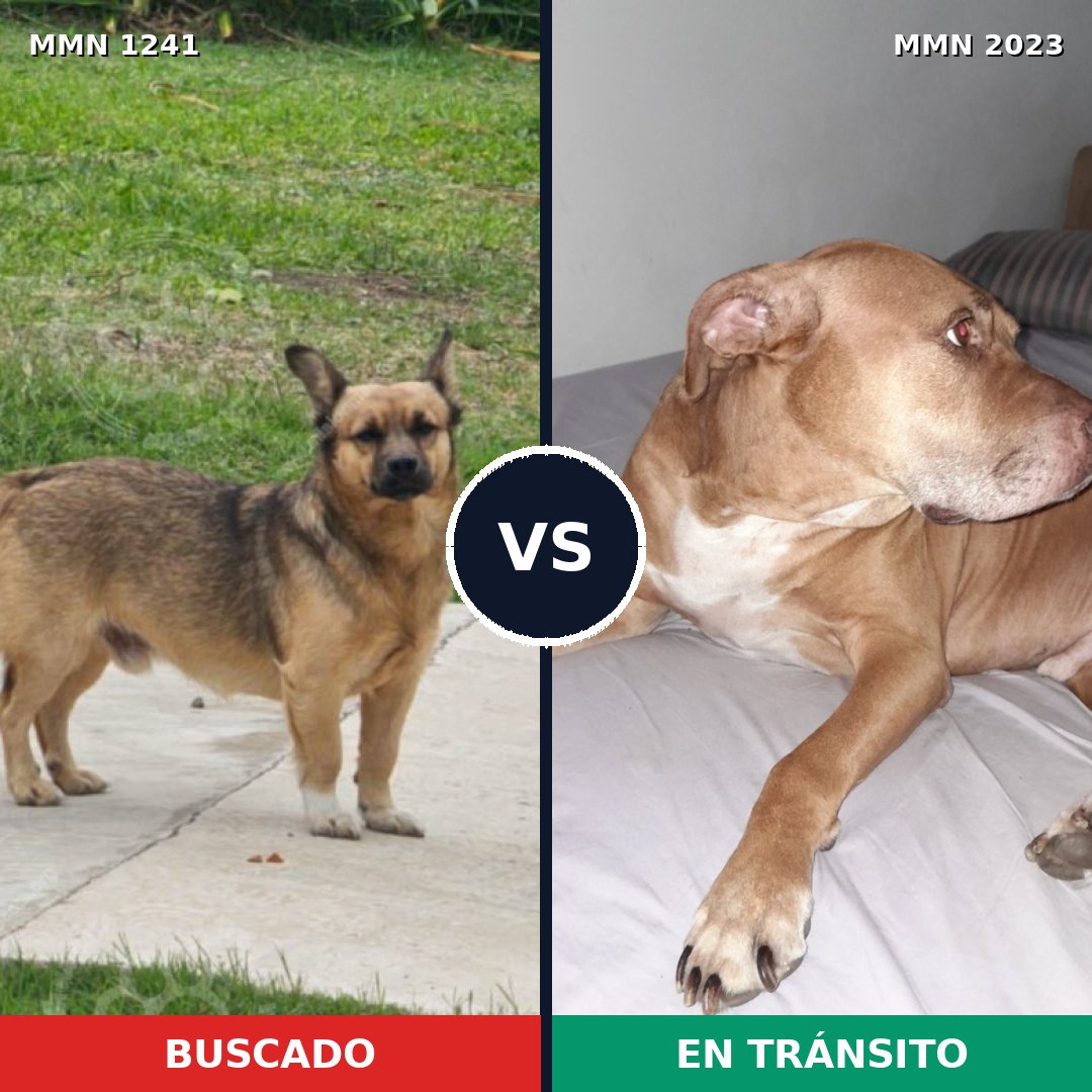 Comparativa MMS 51259: mascota perdida y mascota encontrada, 33% de similitud