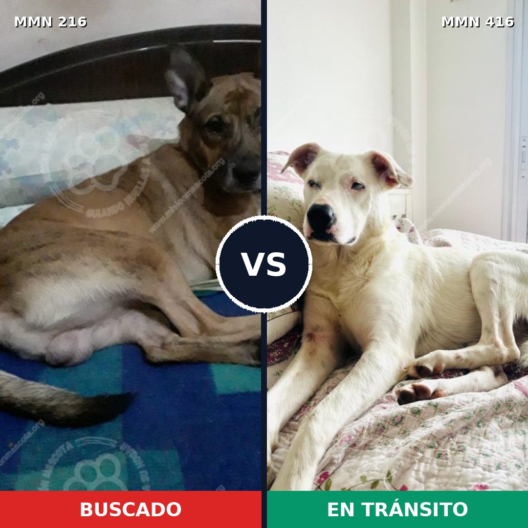 Comparativa MMS 5126: mascota perdida y mascota encontrada, 11% de similitud