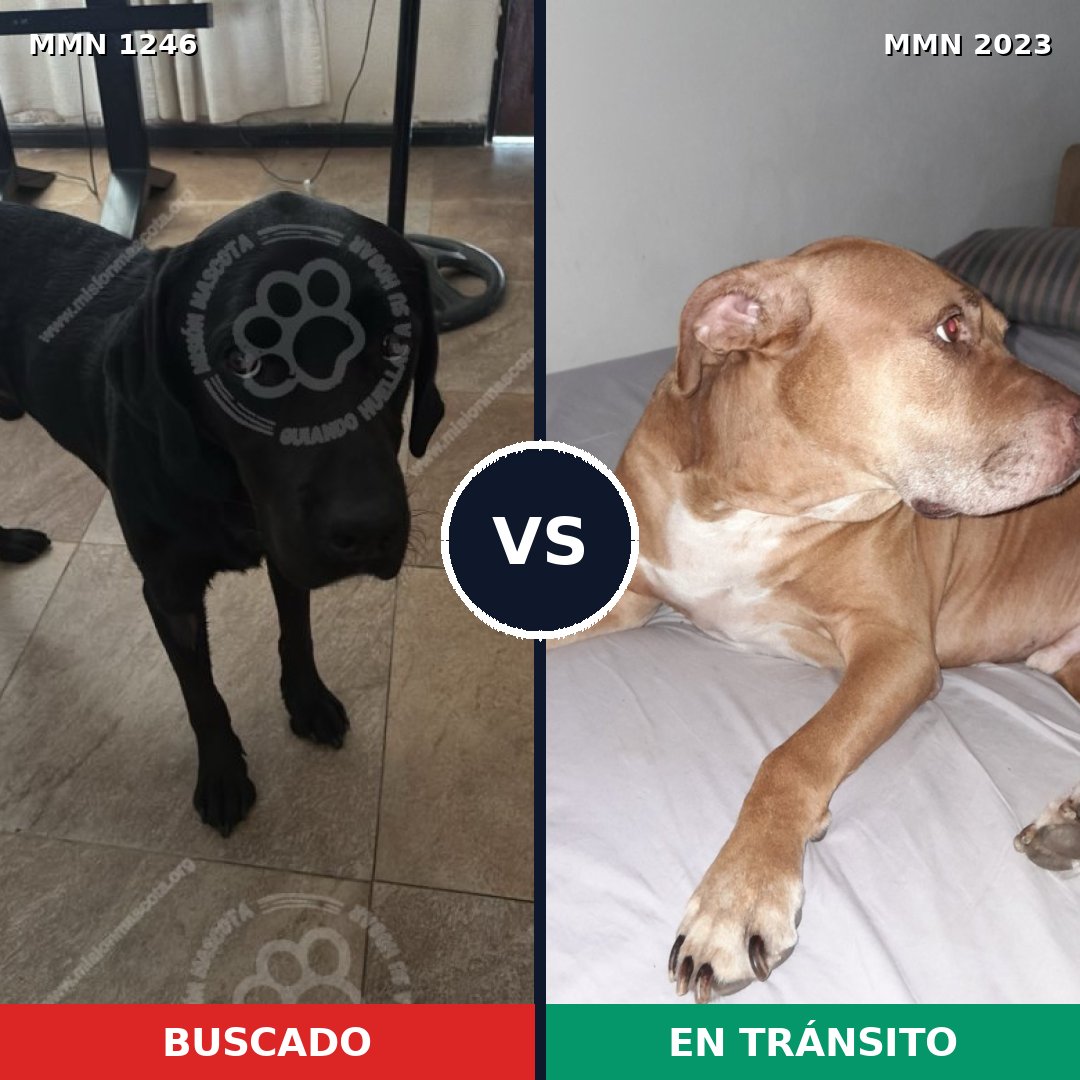 Comparativa MMS 51260: mascota perdida y mascota encontrada, 31% de similitud