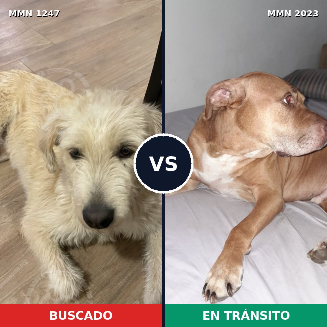 Comparativa MMS 51261: mascota perdida y mascota encontrada, 48% de similitud