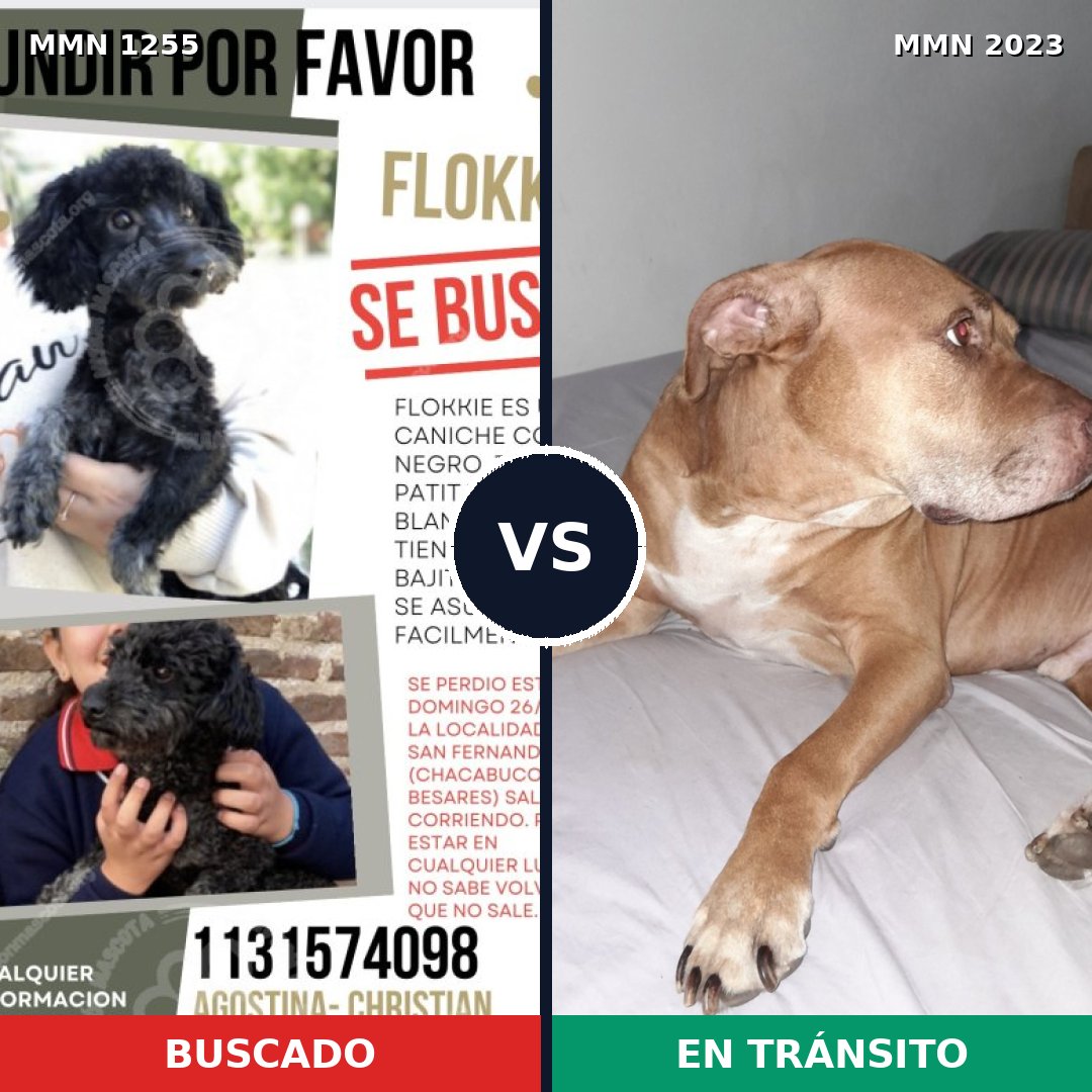 Comparativa MMS 51262: mascota perdida y mascota encontrada, 32% de similitud
