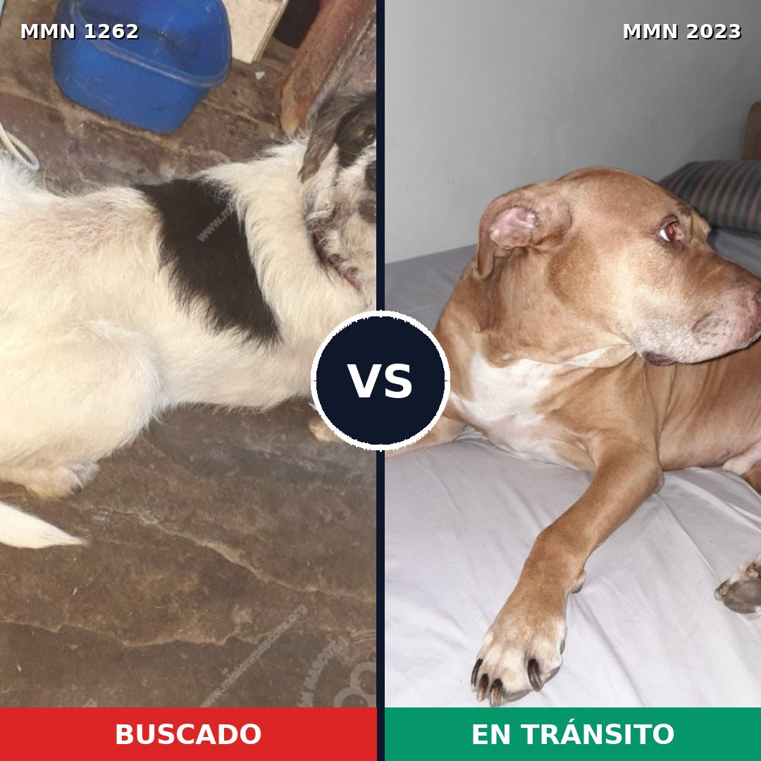 Comparativa MMS 51263: mascota perdida y mascota encontrada, 51% de similitud