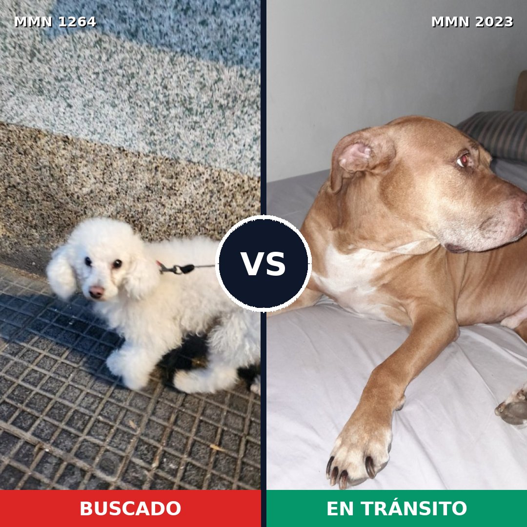 Comparativa MMS 51265: mascota perdida y mascota encontrada, 35% de similitud
