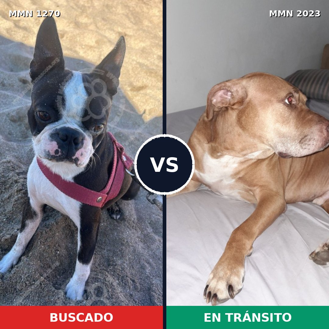 Comparativa MMS 51266: mascota perdida y mascota encontrada, 33% de similitud